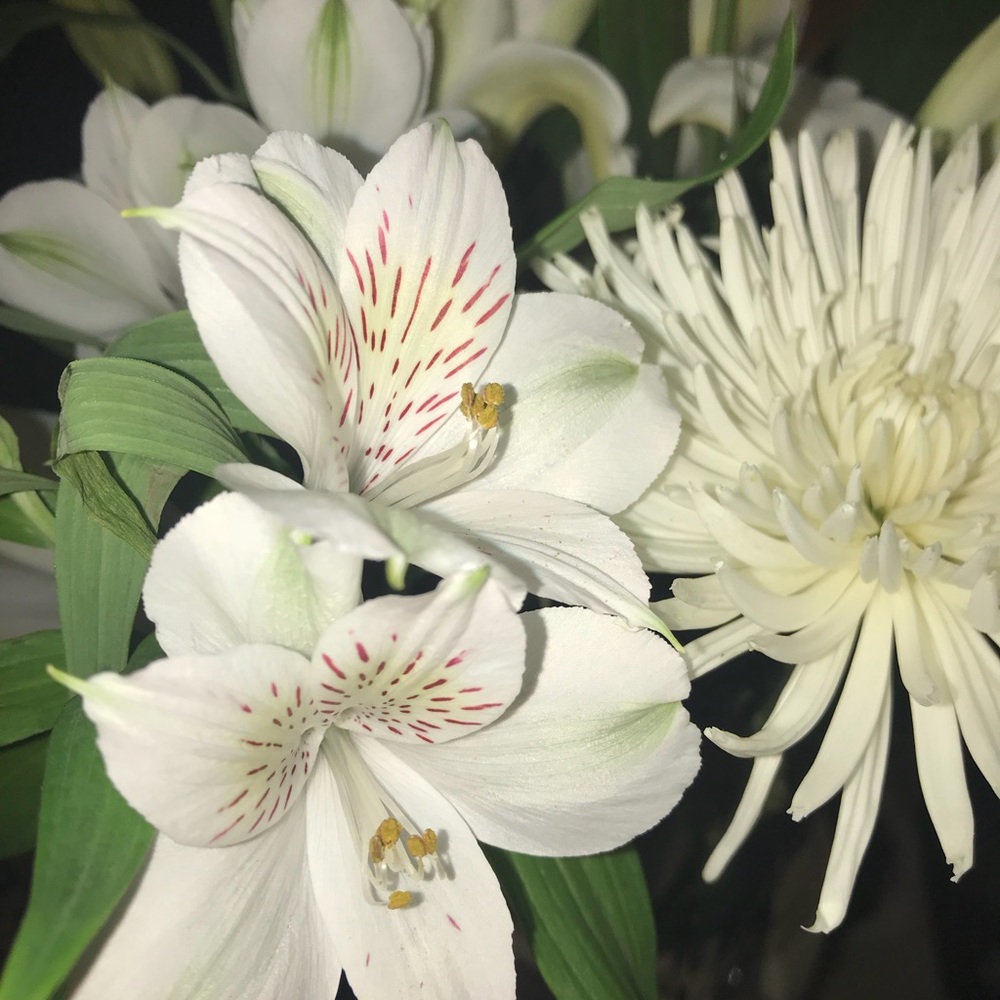 Meet your Posher, Bernice